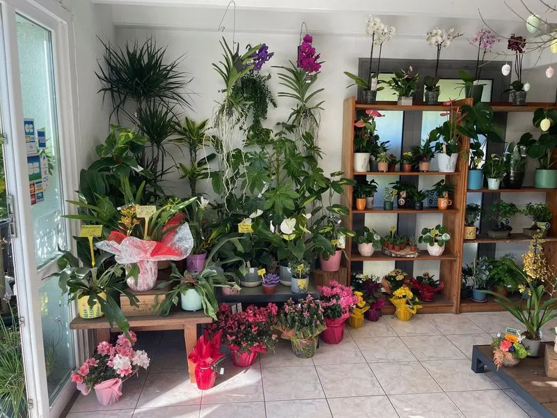 plantes d'interieur