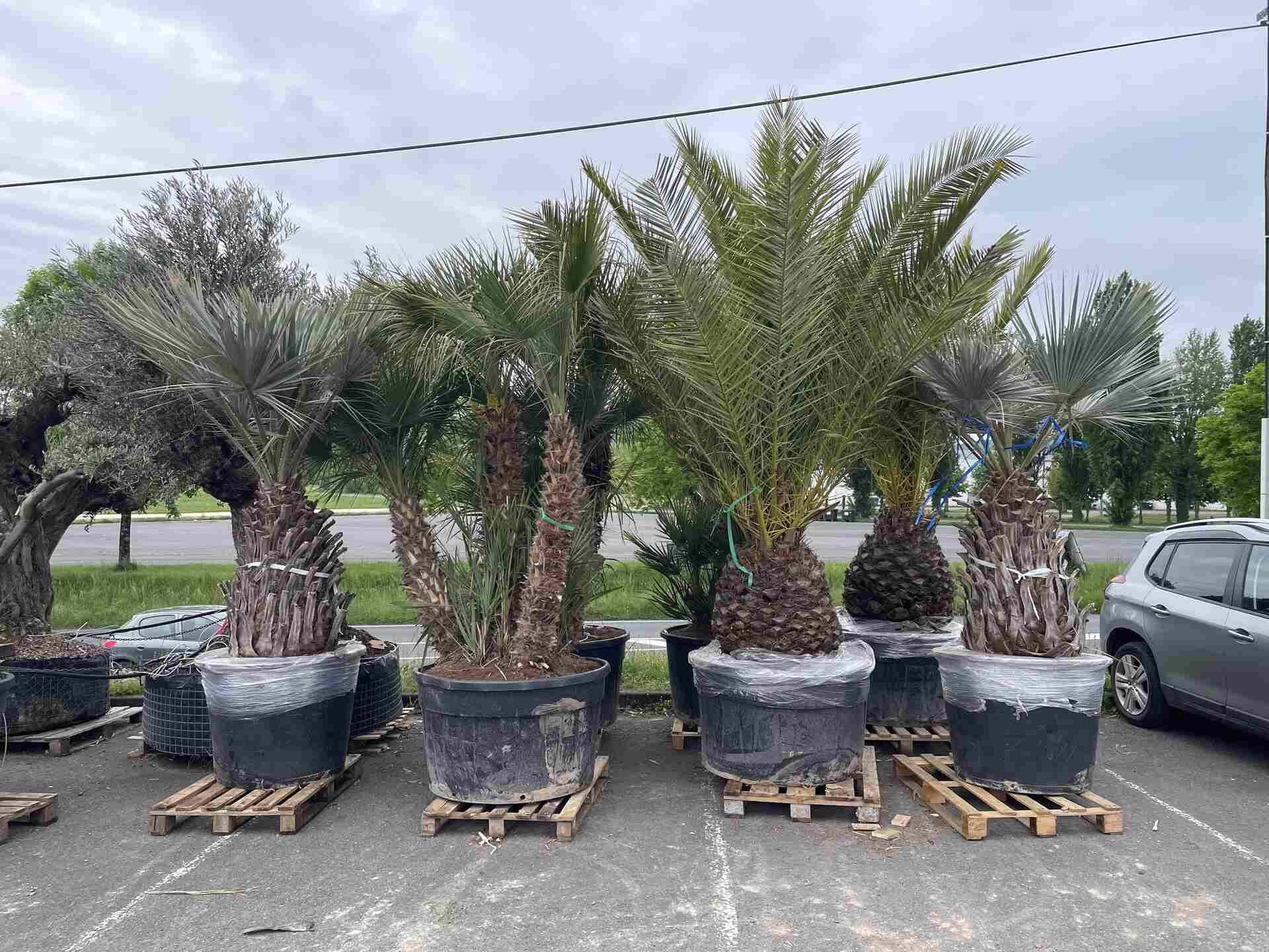 palmiers disponibles a la jardinerie