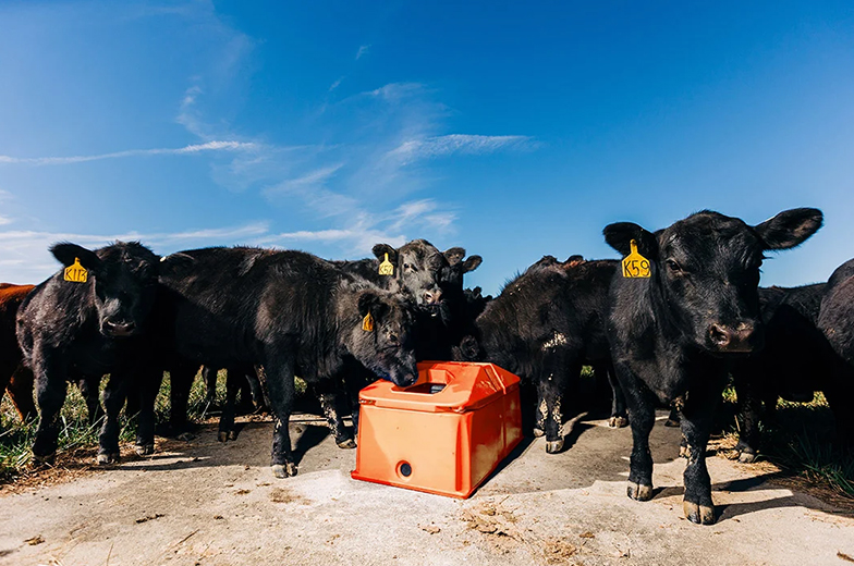 Stock tank and feeder for livestock
