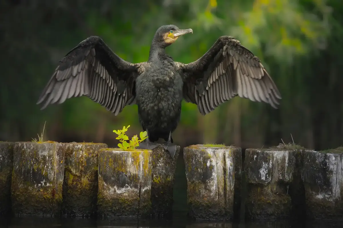 Un cormoran debout sur des pieux en bois, les ailes largement ouvertes