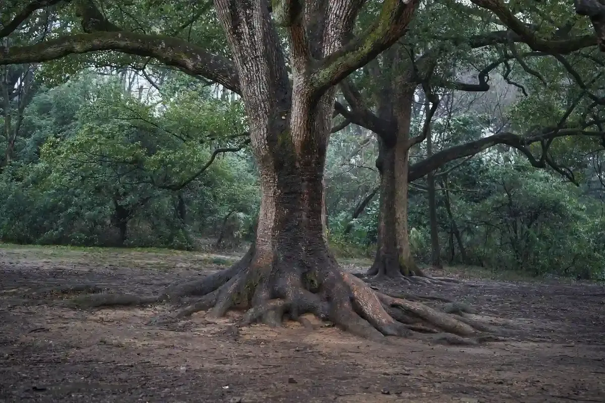 Un arbre au tronc vertical et aux racines apparentes