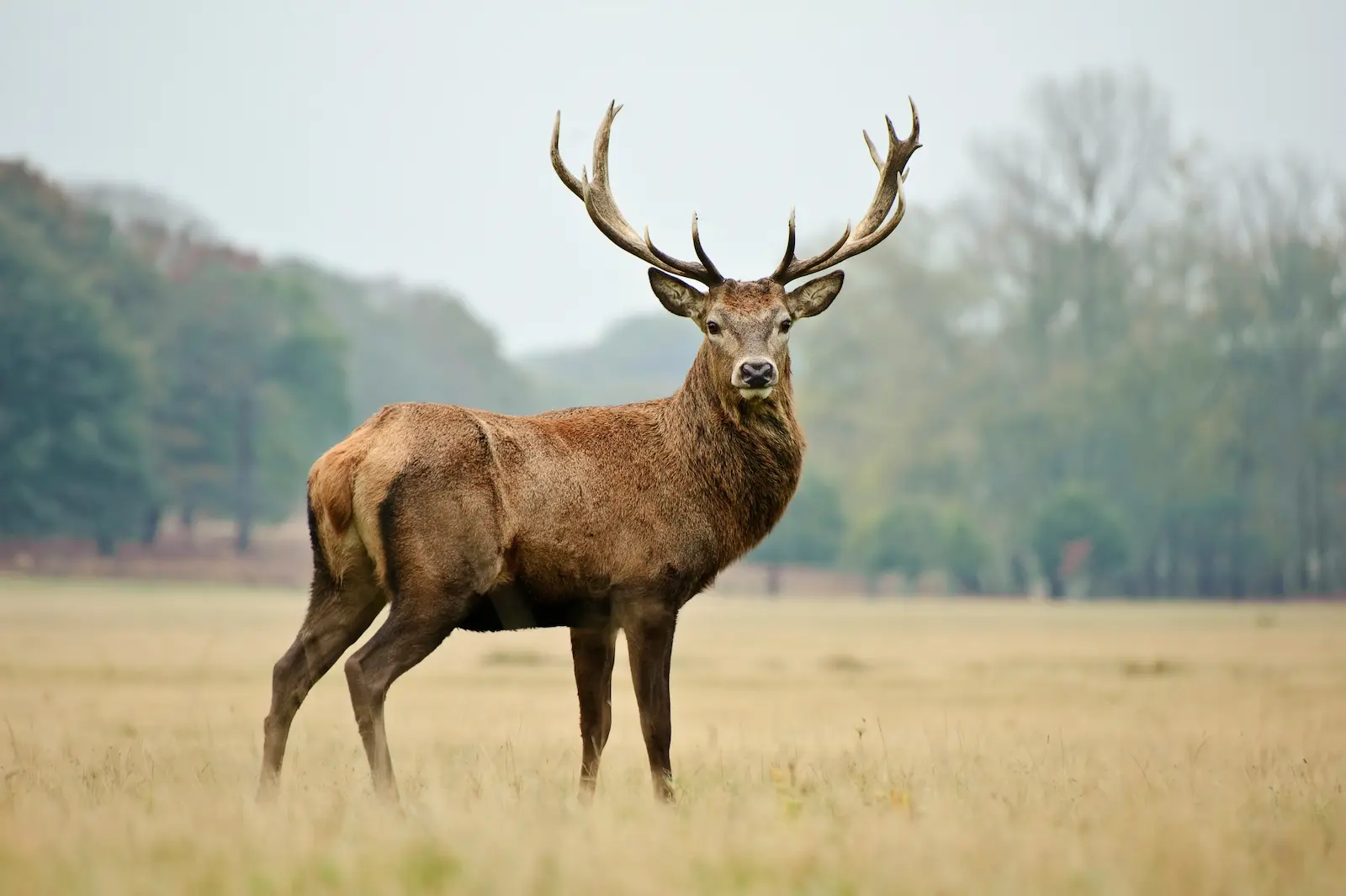 Un cerf majestueux debout dans la nature