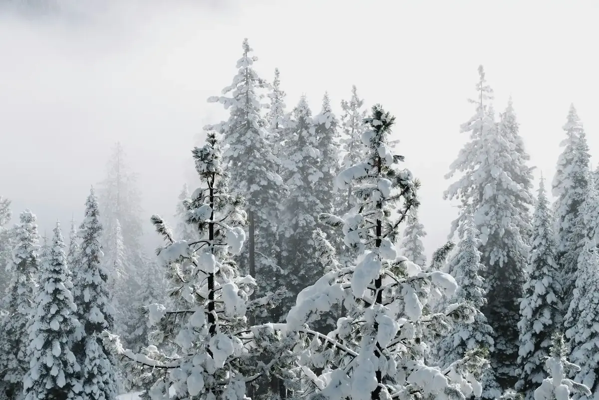 sapins enneigés