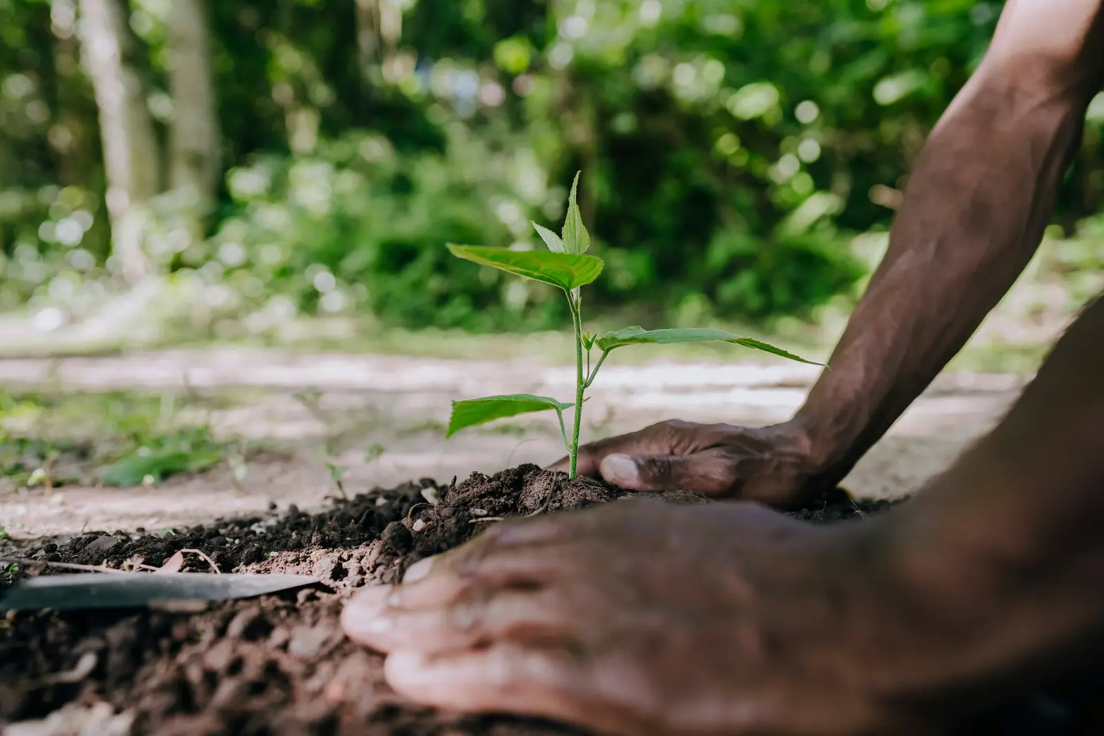 Des mains dans la terre, plantant une jeune pousse