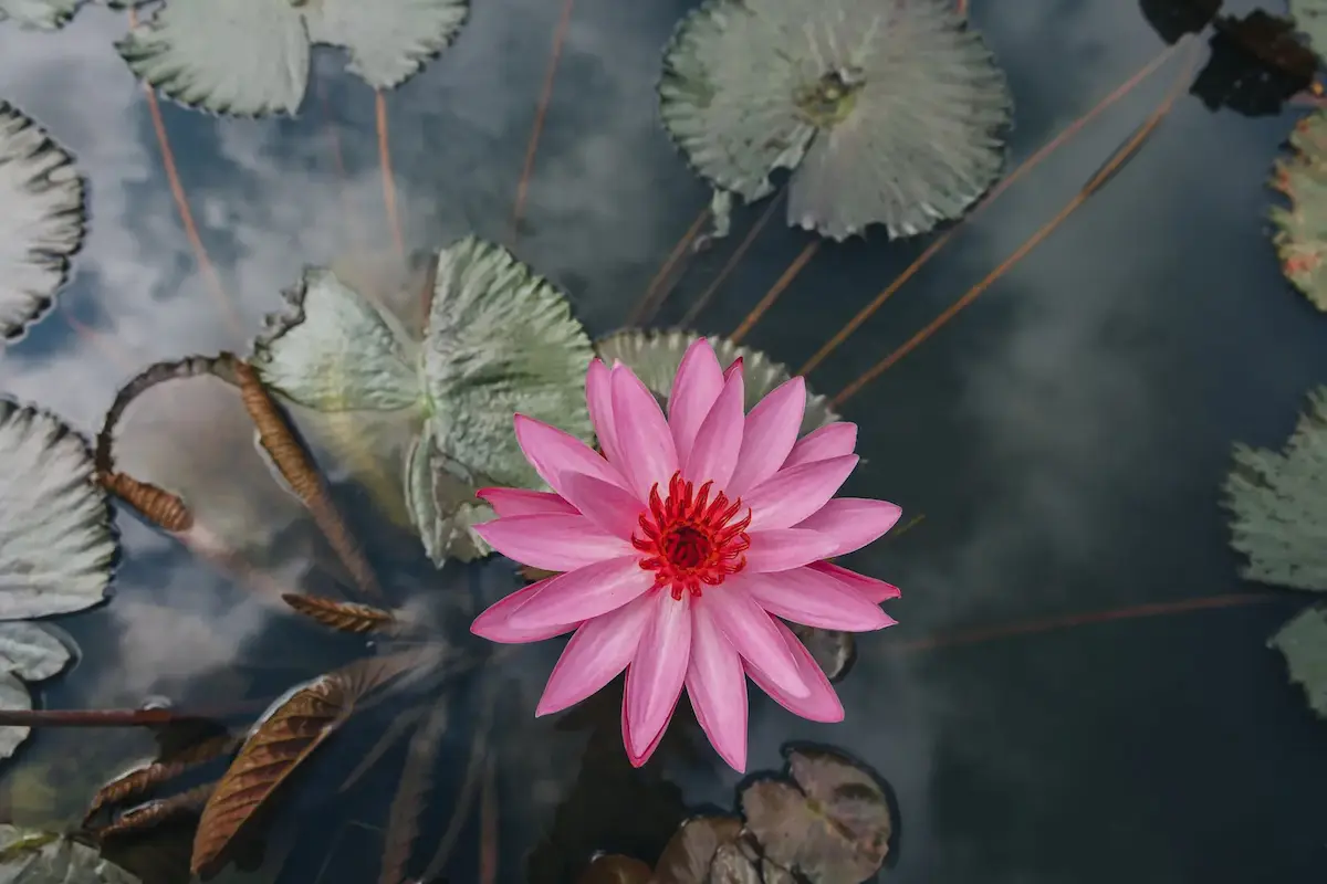 Une fleur de lotus épanouie dans un bassin