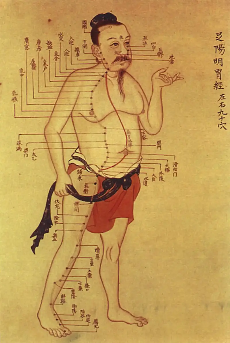 Dessin d'un mériden d'acupuncture