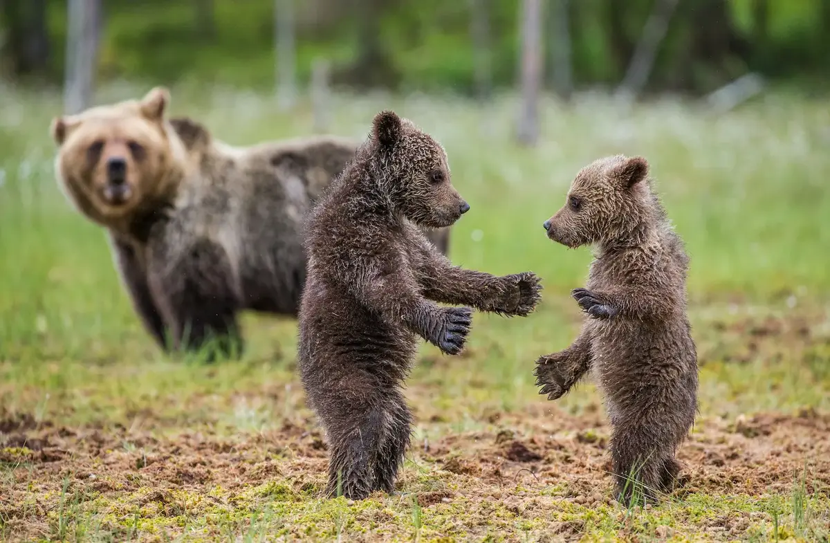 Deux oursons debout se regardent sous l'oeil de leur mère