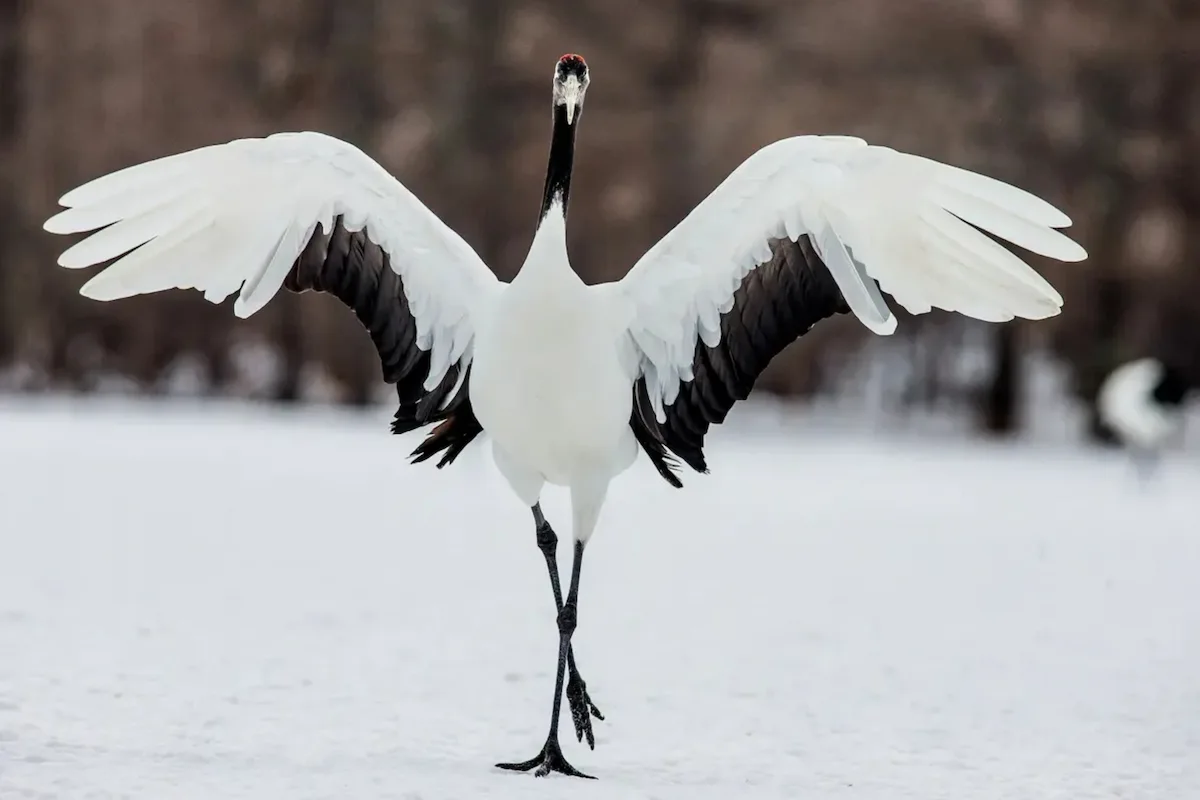 Une grue japonaise danse dans la neige, ailes déployées