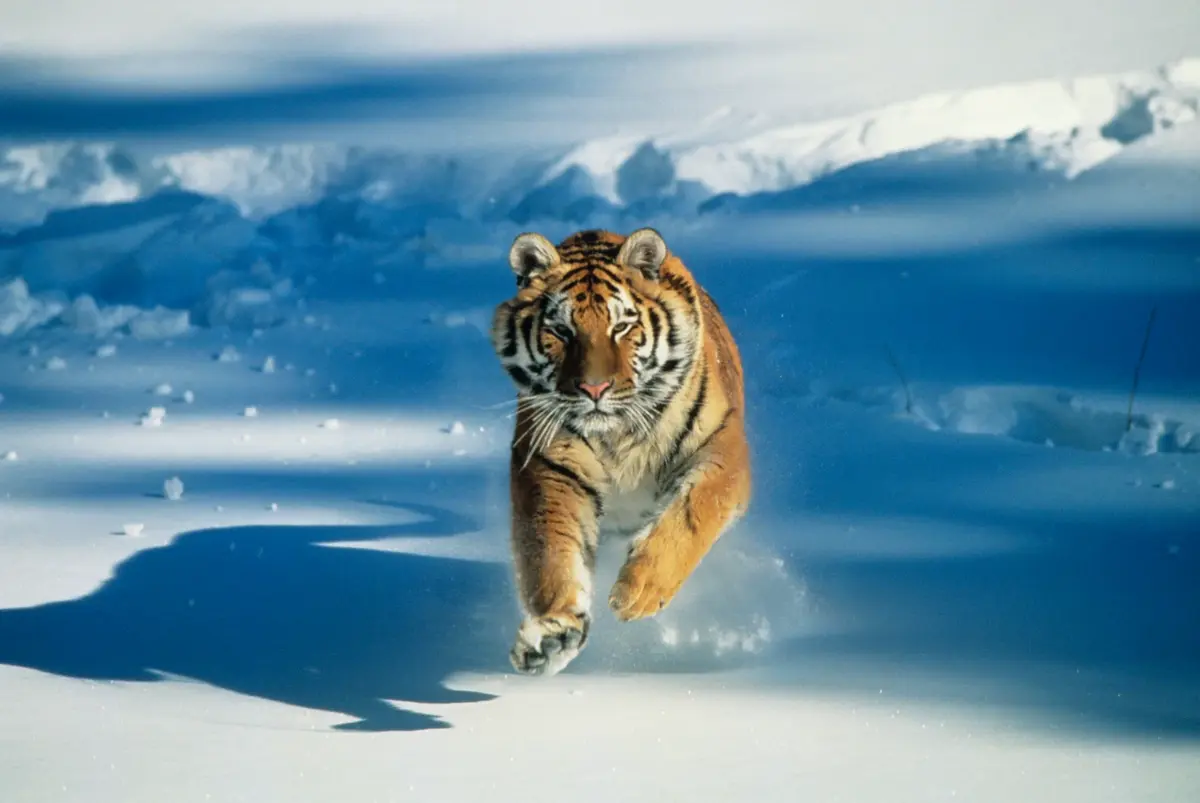 Un tigre bondit dans la neige