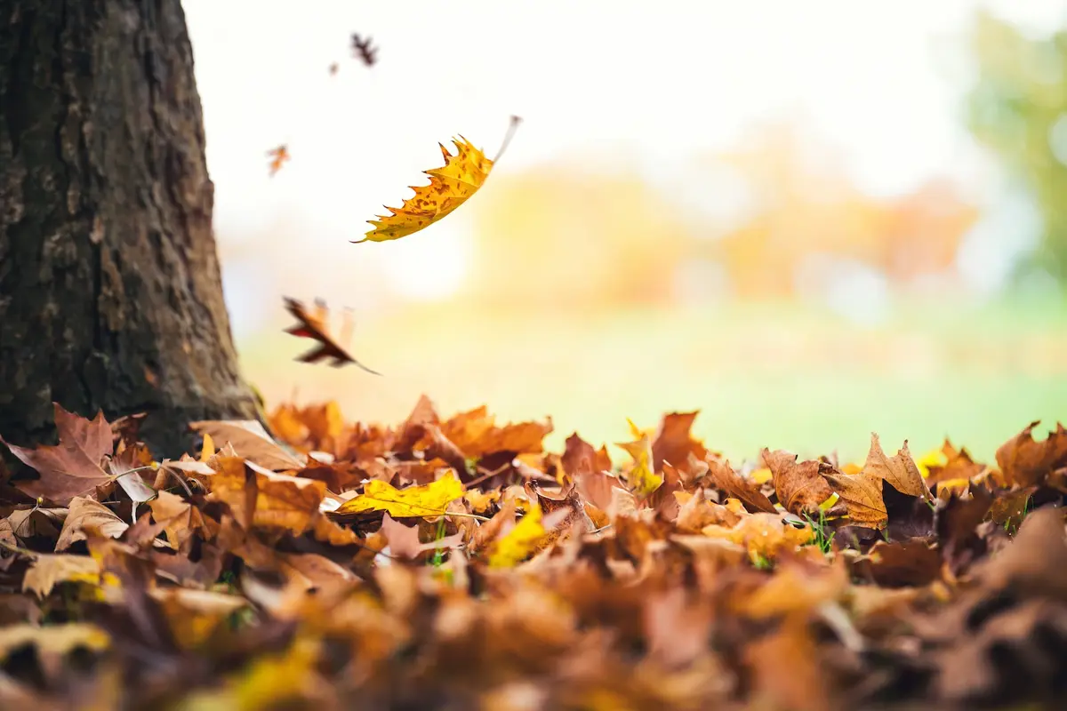 Des feuilles d'automne virevoltent dans le vent