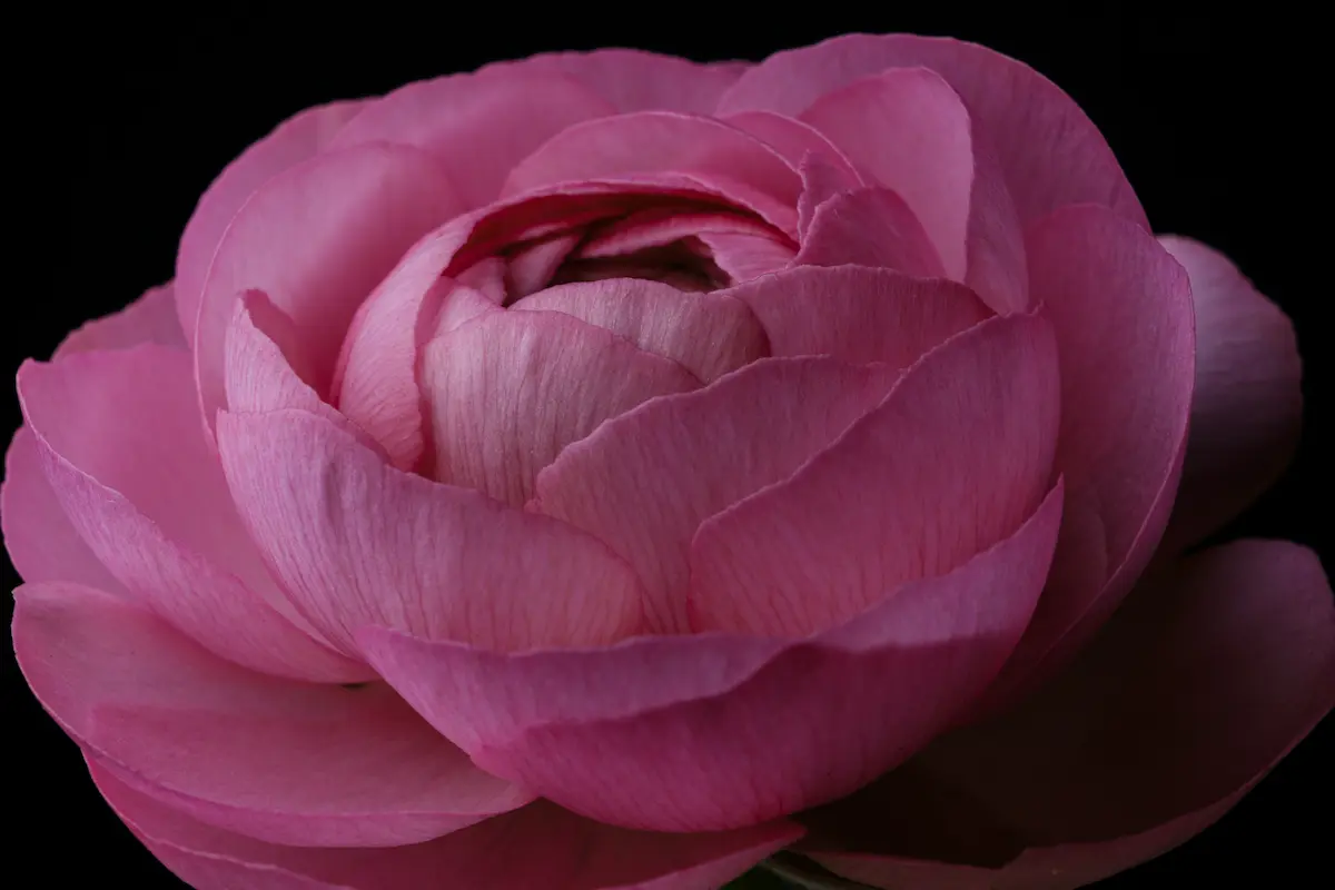 Une pivoine rose en train d'éclore