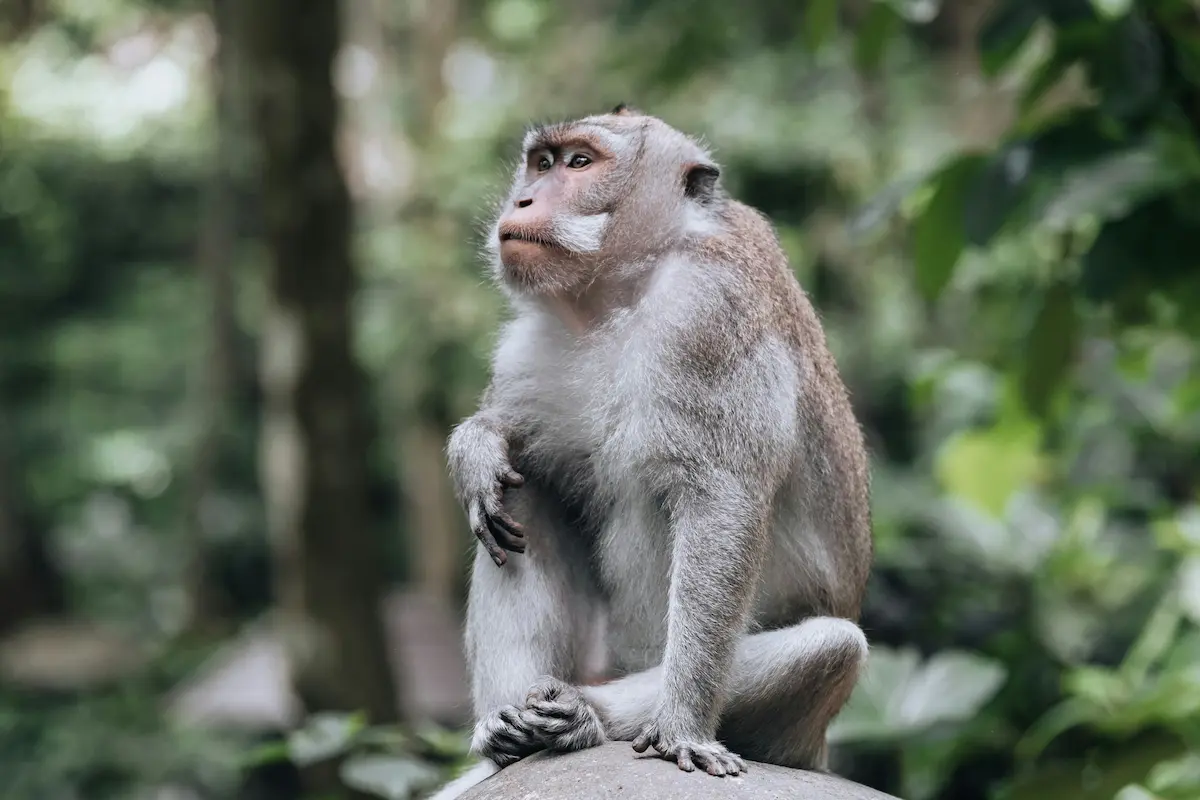 Un singe malicieux, assis sur une pierre dans la forêt