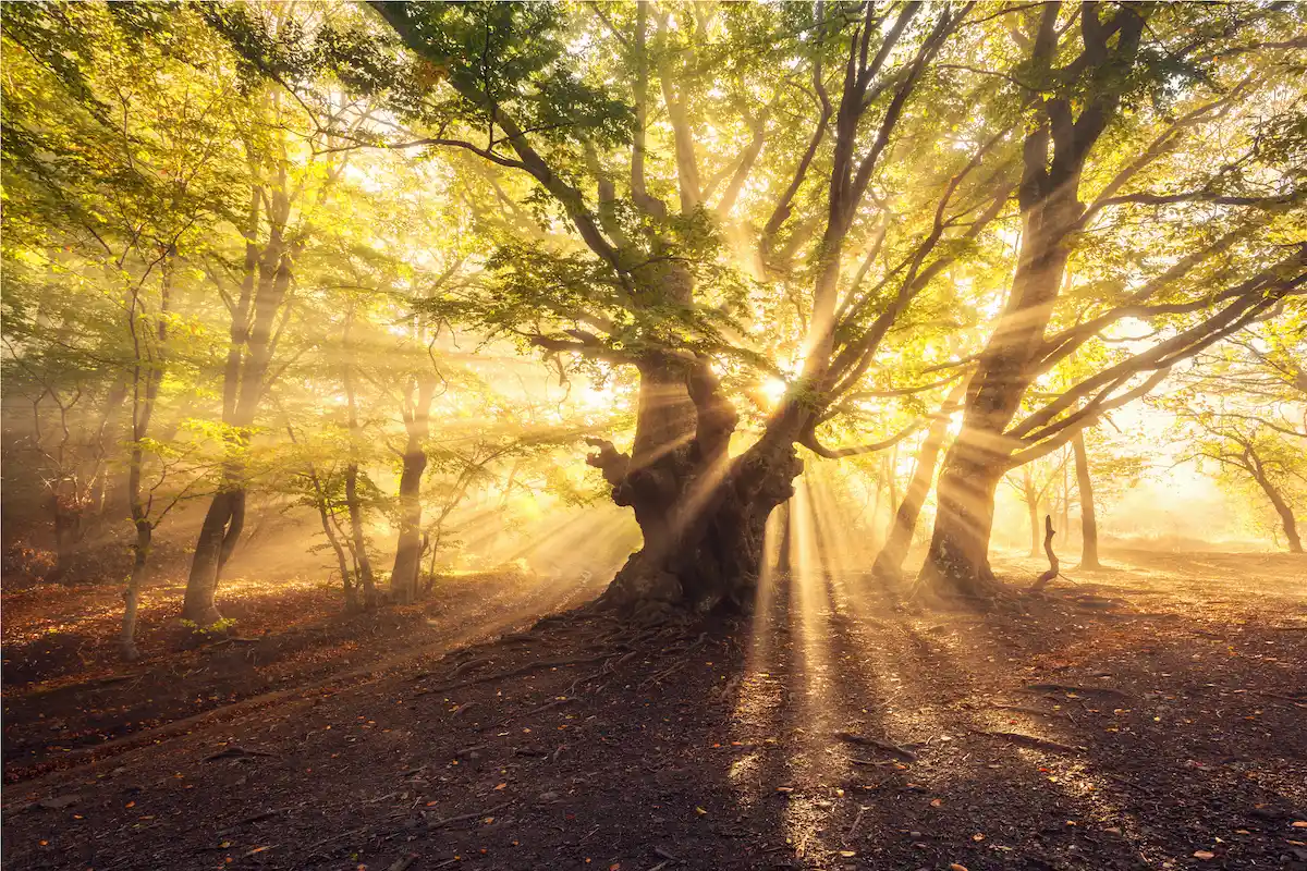 Un arbre entre ciel et terre symbole de la posture de l'arbre