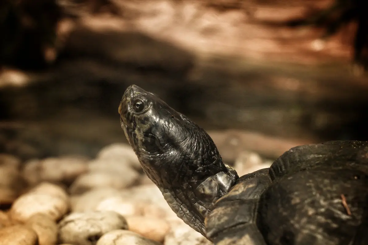 Une tortue sort sa tête de l'eau