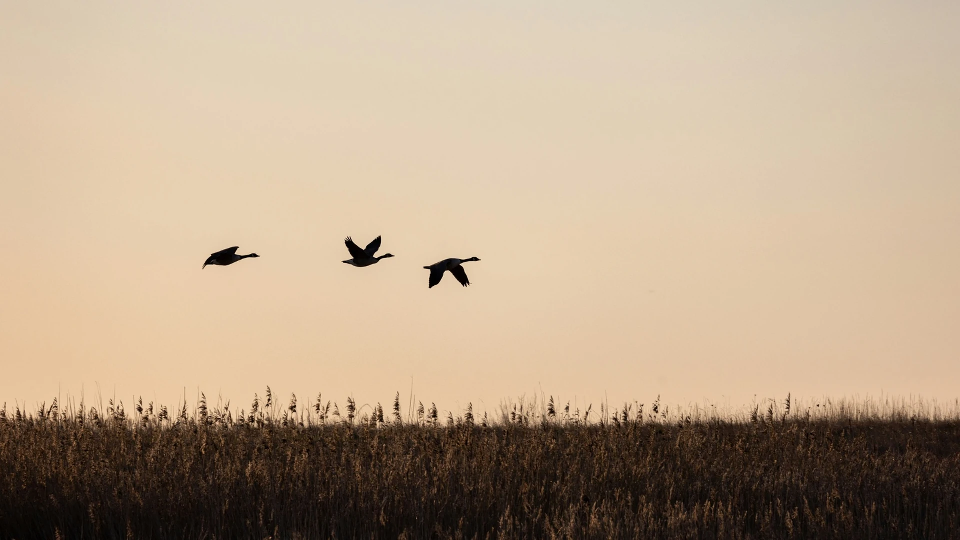 3 oiseaux qui volent dans le ciel au coucher du soleil