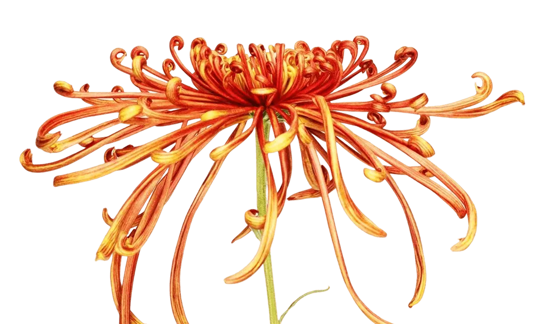 Flower blom