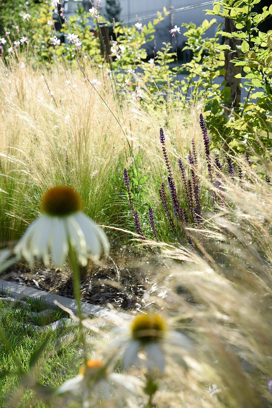 Tuin met hoge gele siergrassen, paarse bloemen en onscherpe witte bloemen op de voorgrond.