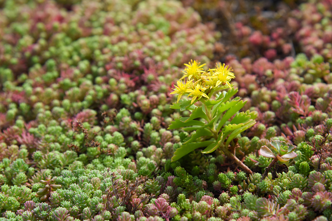 Fel geel bloeiende vetplant met groene bladeren temidden van een tapijt van kleine, groene en roodachtige succulente planten.