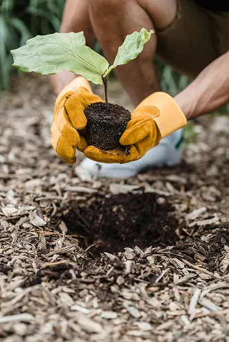 yellow gloved hands planting a small budding plant