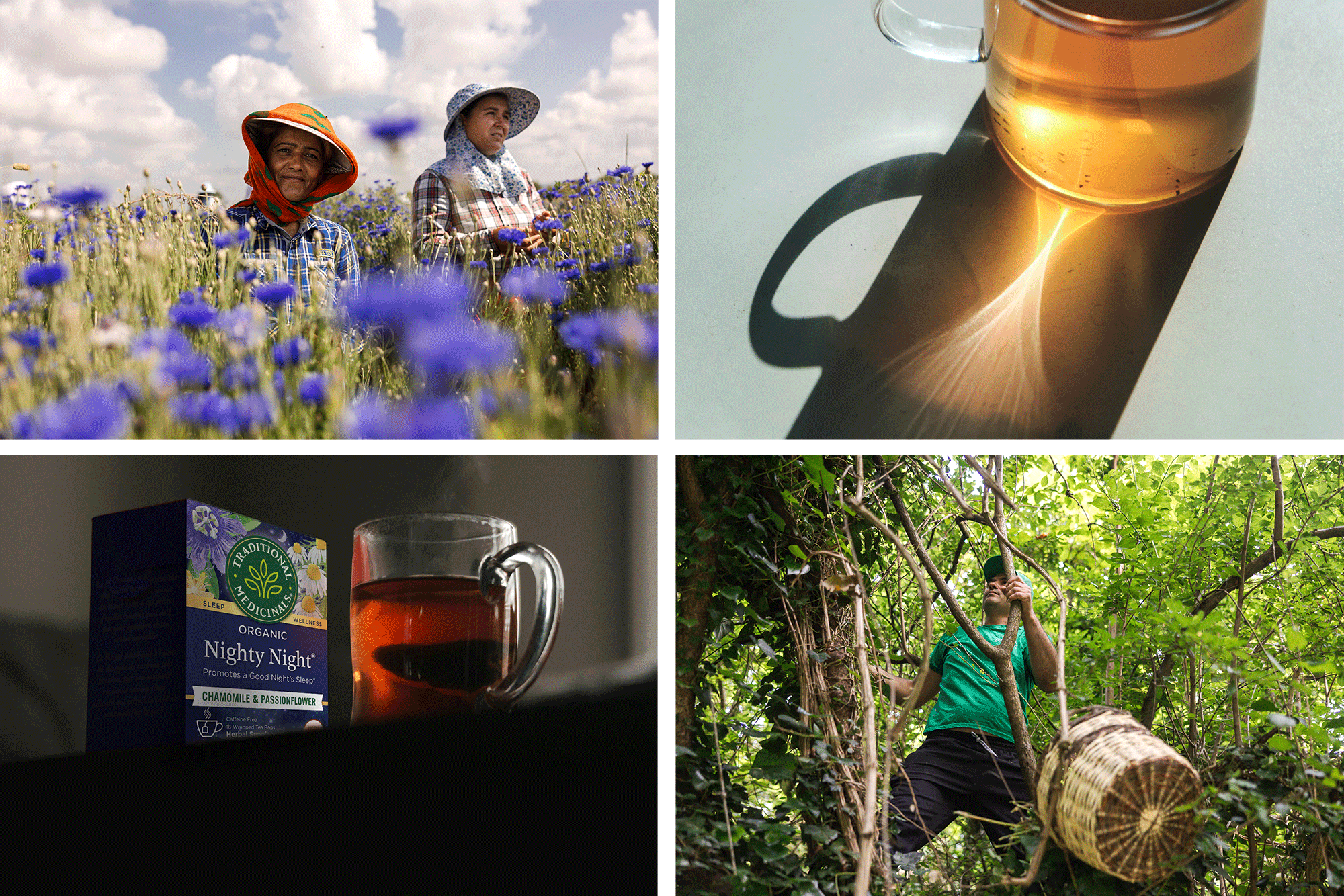 A grid of images including two workers standing in a field of purple flowers, a mug of tea, a mug of tea next to a box of Nighty Night, and a man standing in a tree with a basket.