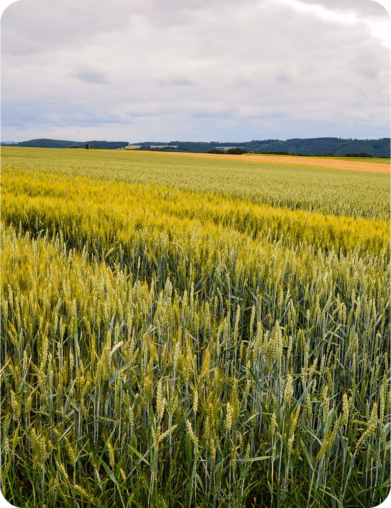 Land mass of plants | Svarmi