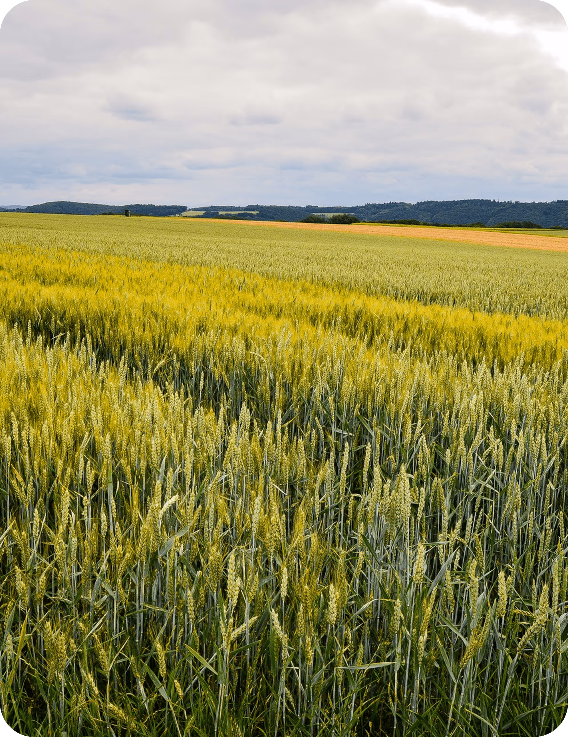 Image taken for data analysis on crops growing commercially | Svarmi