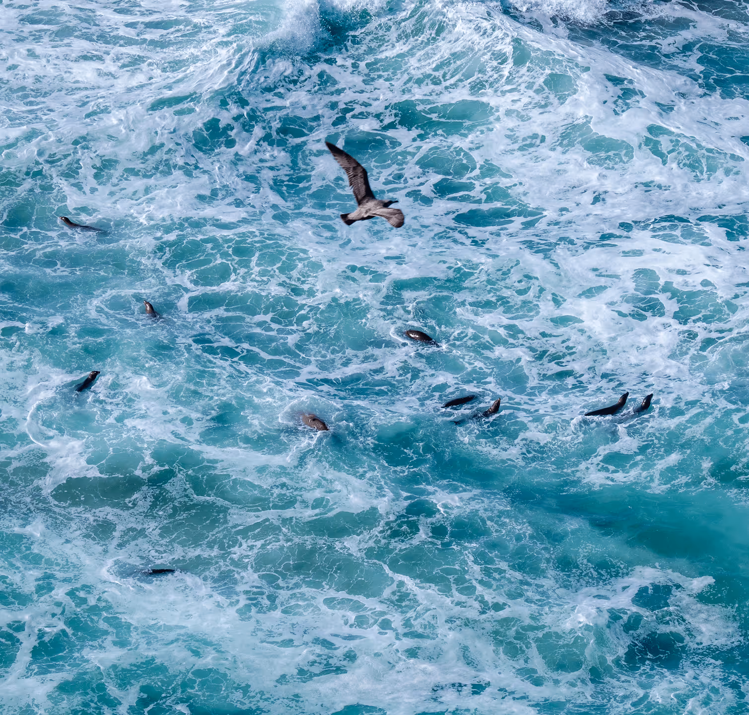 Bird flying over sea | Svarmi