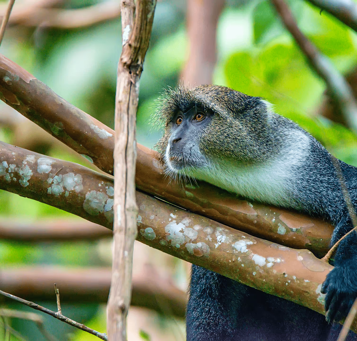 Monkey in trees | Svarmi