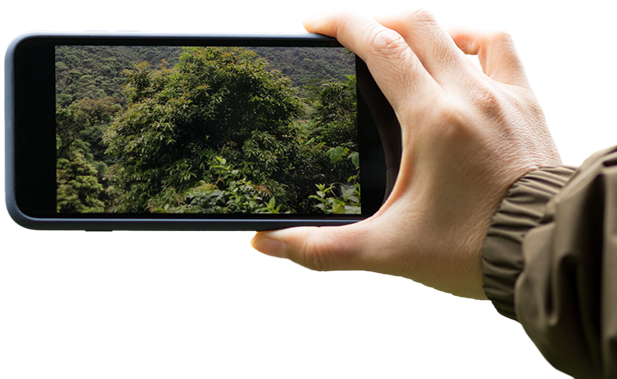 Hand holding a smartphone displaying a photo of dense green forest trees.