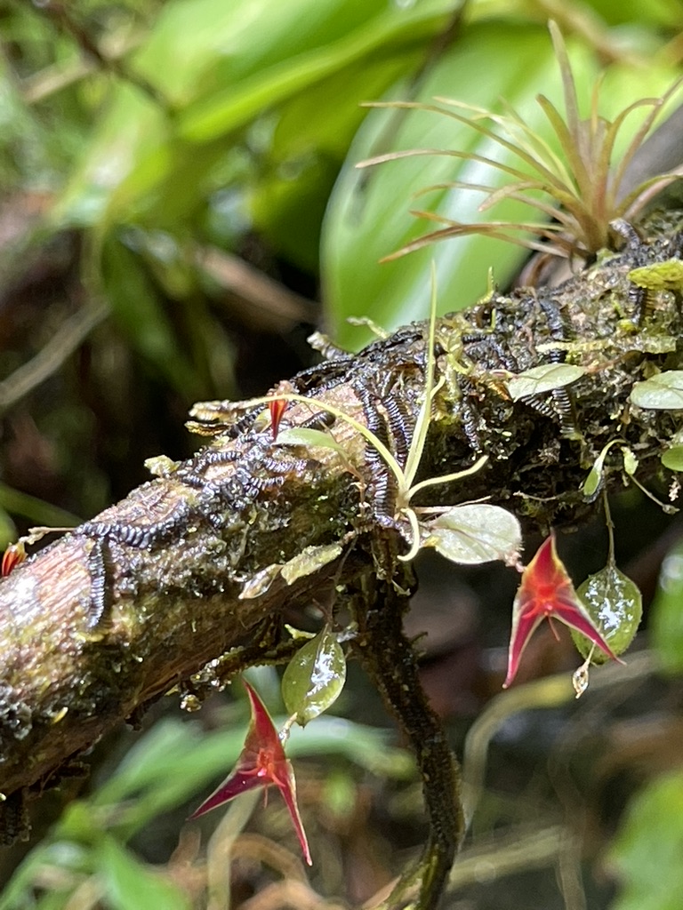 A rare endemic Lepanthes golondrina orchid in the Los Magnolios cloud forest