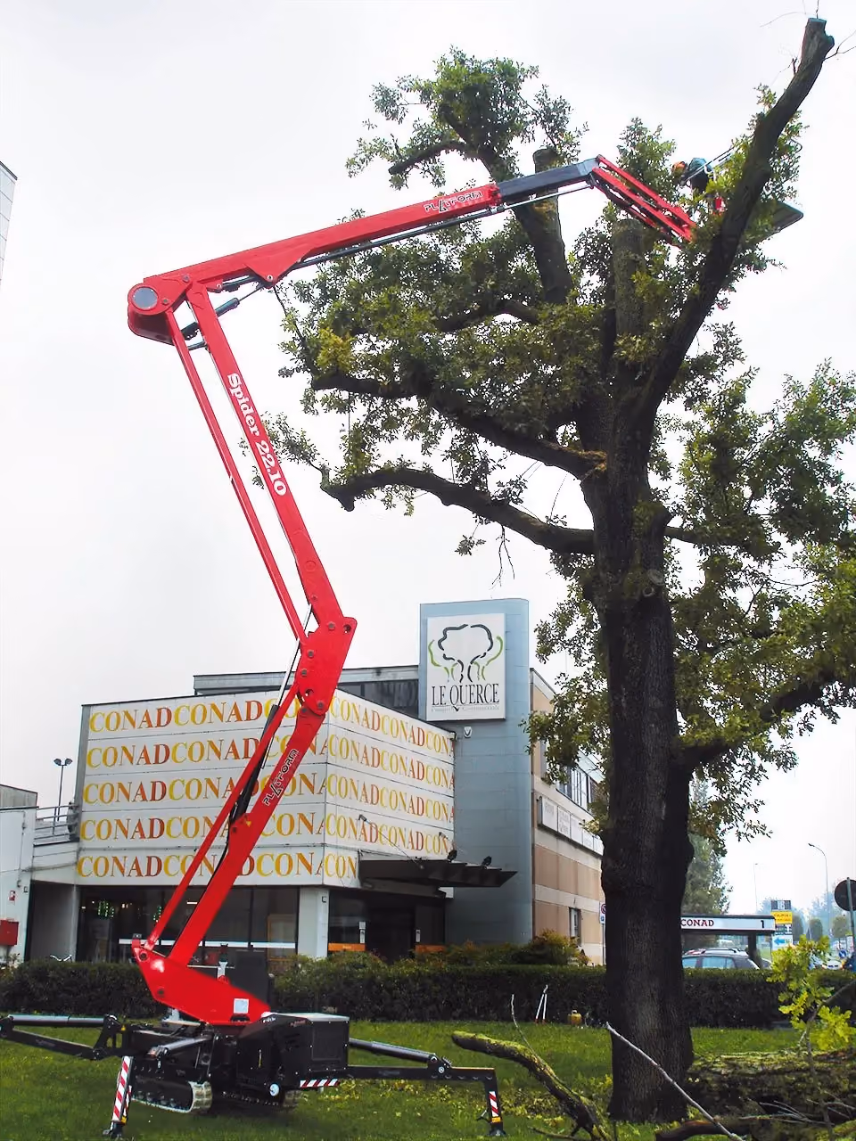 Red cherry picker lifts worker trimming branches of large tree near a CONAD store building.