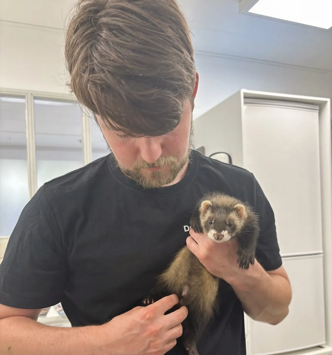 Dronninglund Dyreklinik. Dyrlæge Christopher holder en ilder der skal undersøges