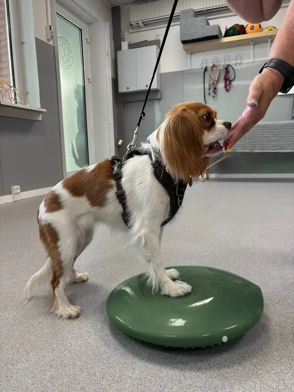 Hund i fysioterapi. Dronninglund Dyreklinik
