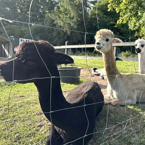 Tre glade alpacaer på fold, efter de er blevet tilset af dyræge Christopher fra Dronninglund Dyreklinik