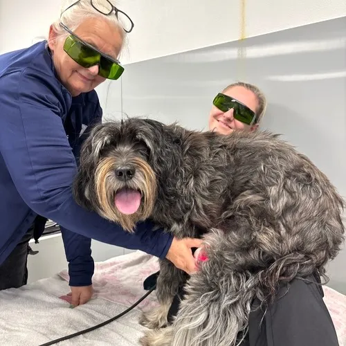 Dronninglund Dyrekliniks eterinærsygeplejerske Rikke giver hunden Gaia fysioterapi. 