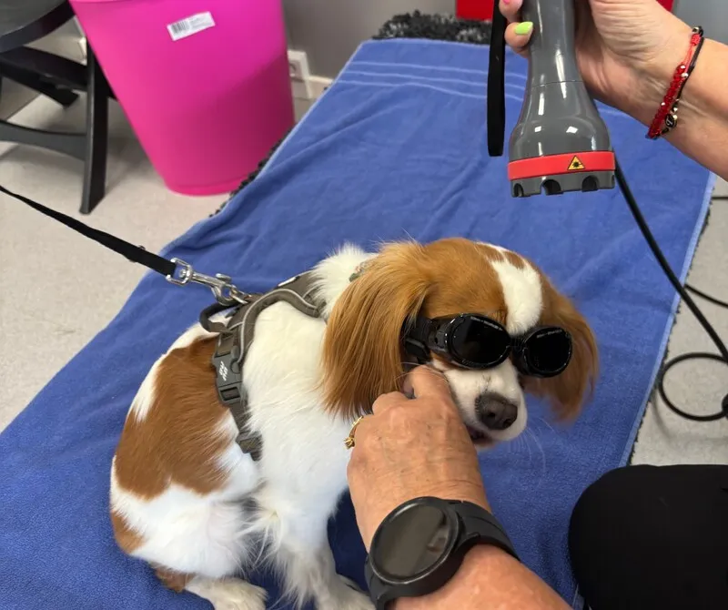 Cavalier King Charles Spaniel får smertefri laserbehandling mod inflammation, i Dronninglund Dyreklinik