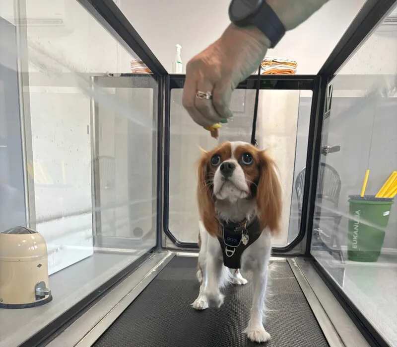 Cavalier King Charles Spaniel går en tur i walker water trænings-udstyret i Dronninglund Dyreklinik.