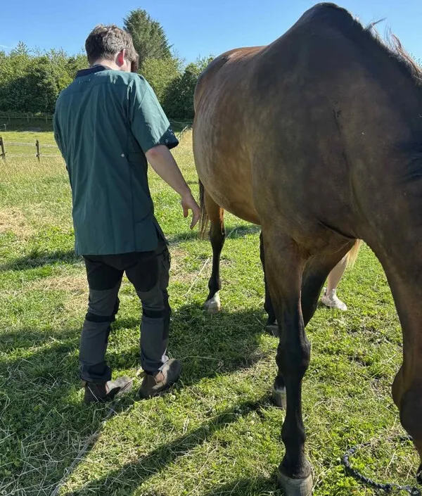 Dyrlæge Christopher fra Dronninglund Dyreklinik er på landbesøg og tilser en hest