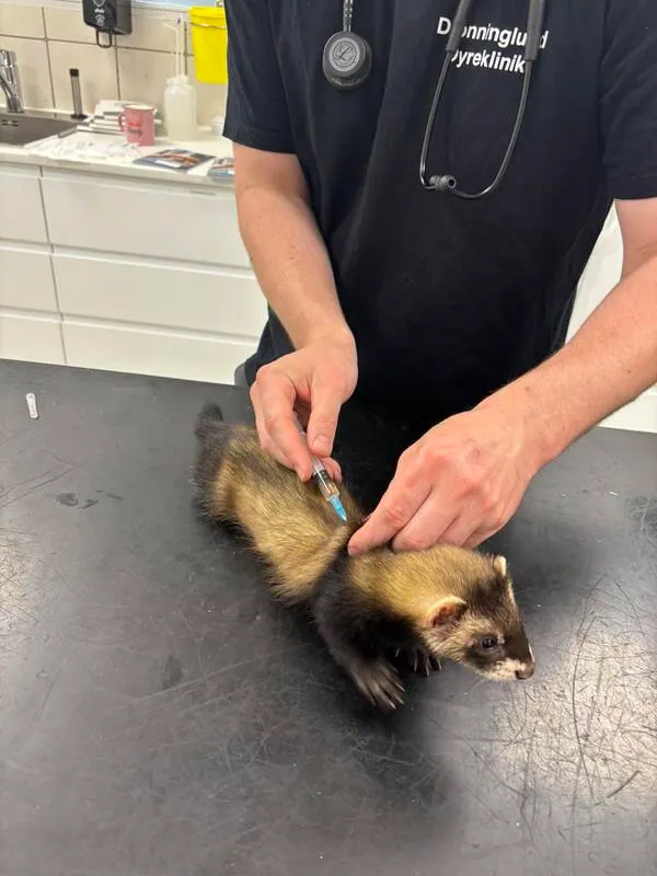 Dyrlæge Christopher behandler ilder i klinikken 