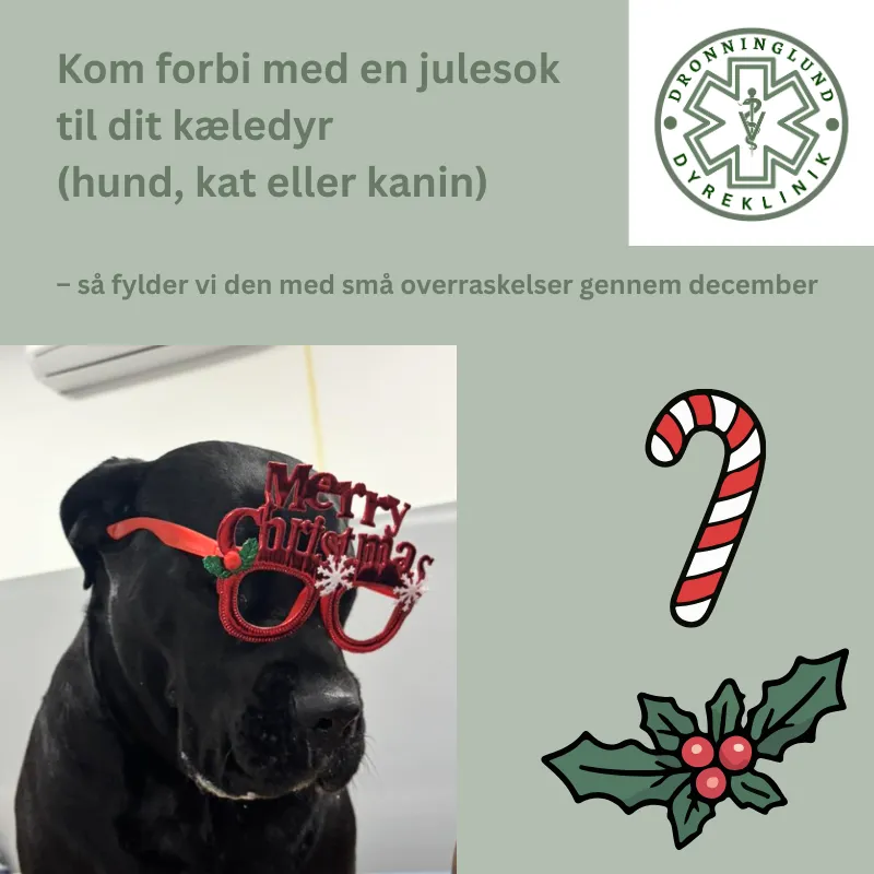 Kom forbi med en julesok for din hund, kat eller kanin og få den fyldt med godbidder hos Dronninglund Dyreklinik 