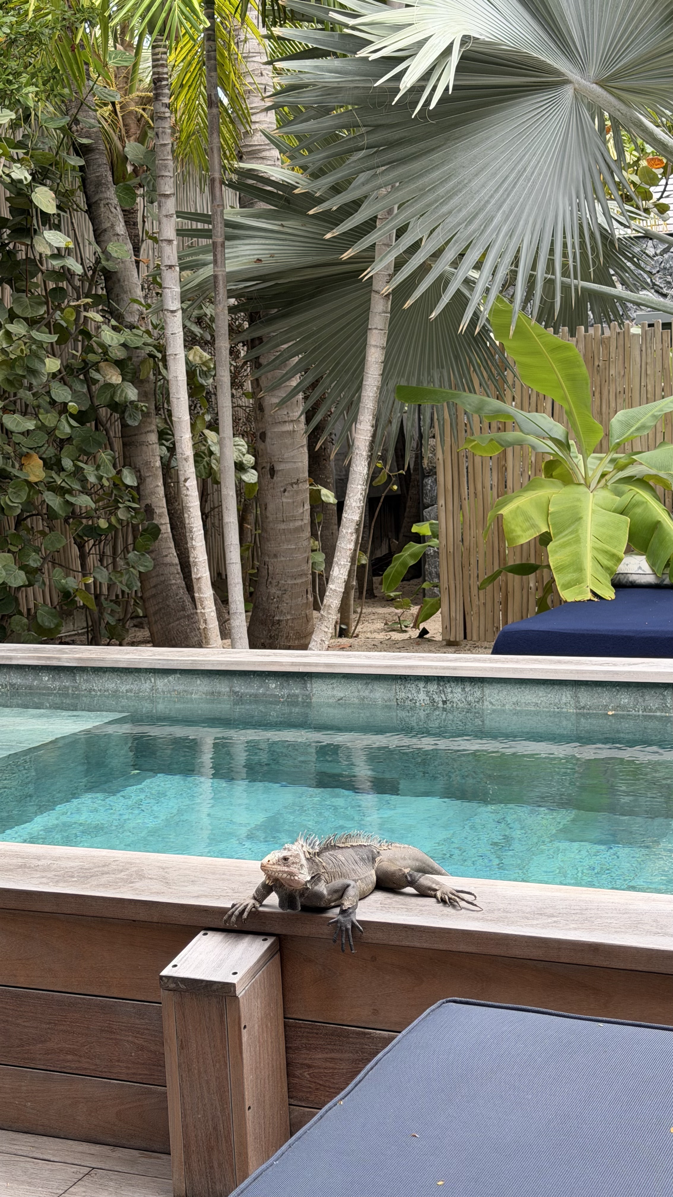 Iguana relaxing beside the private pool at Gyp Sea Beach House in St. Barths.