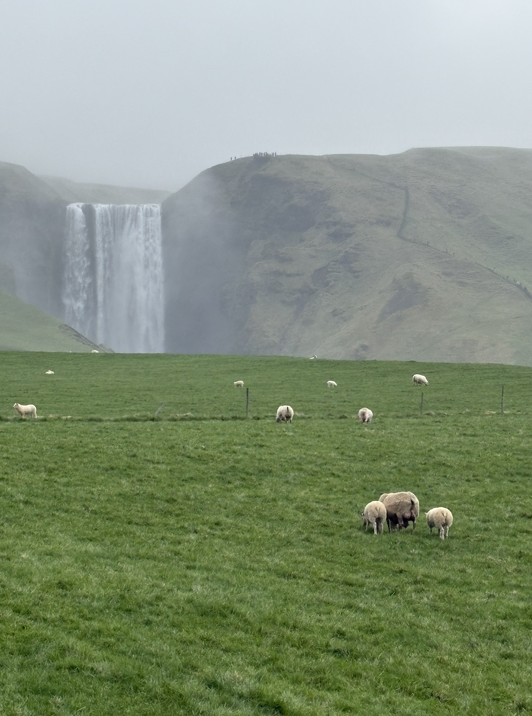 Sheep grazing in front of Skógafoss Waterfall in South Iceland on a misty day.