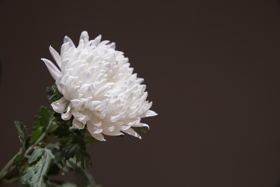 White flower symbolizing peace and du'a for the deceased