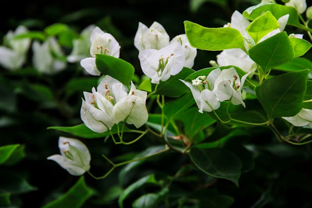 Prayers for the Deceased in Islam Blog Image: White flowers