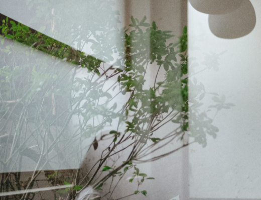 Green leafy plant branches visible through a translucent glass window with a white wall background.