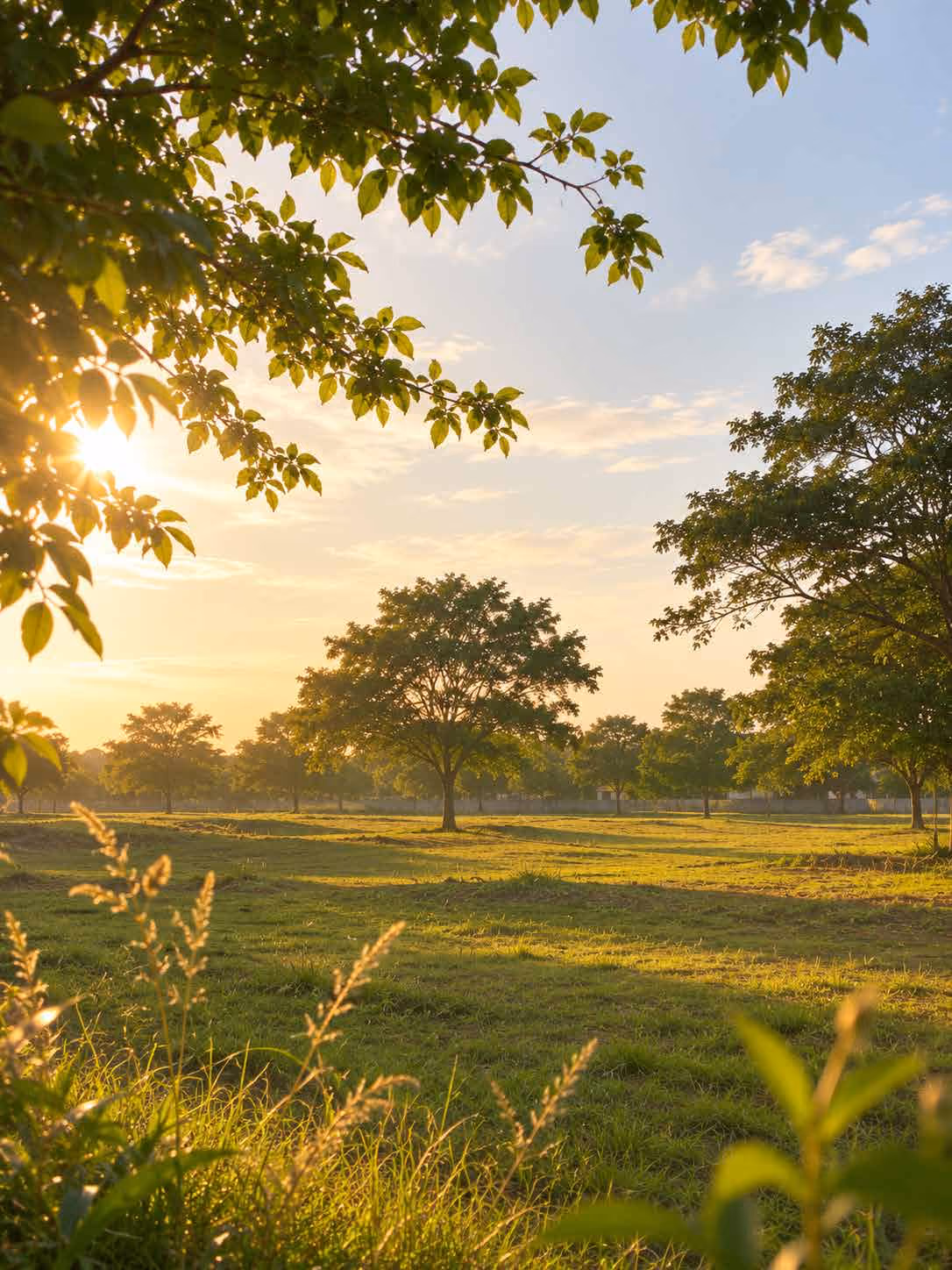 Mature trees and open green land at golden hour