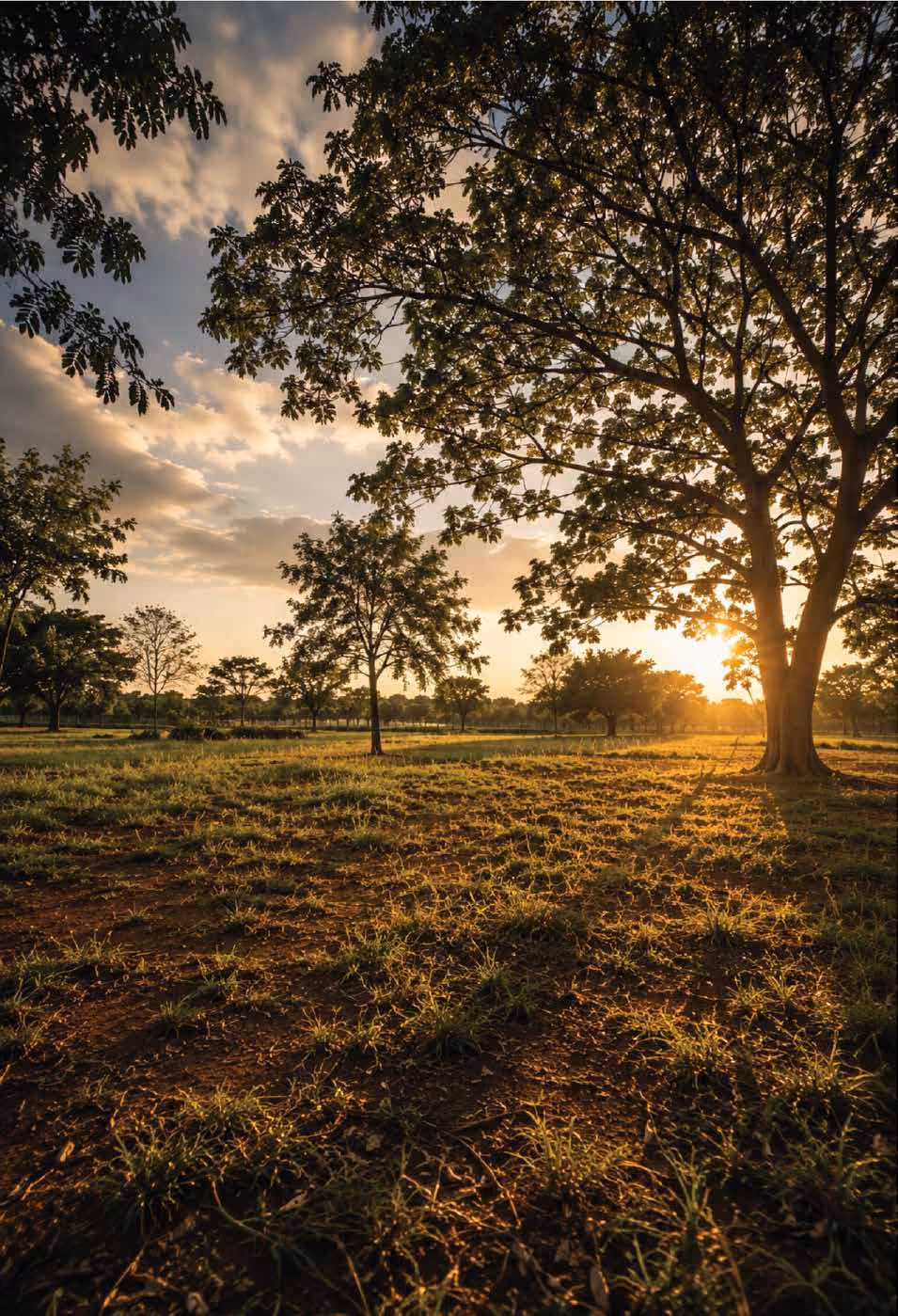 Mature trees on open land, representative imagery