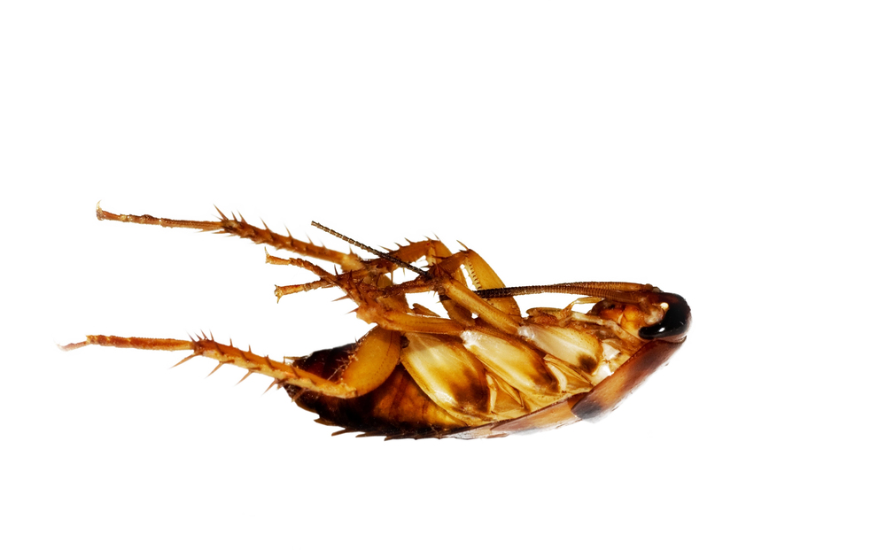 A dead cockroach on its back after professional roach extermination. 