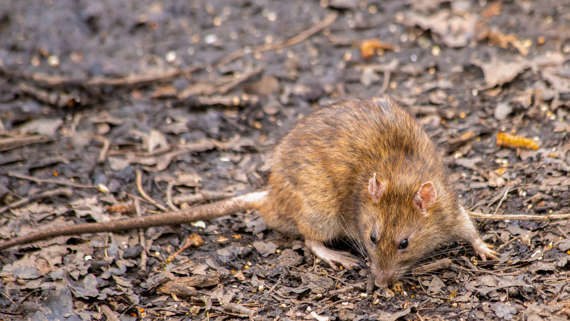Norway rat on bare ground outdoors
