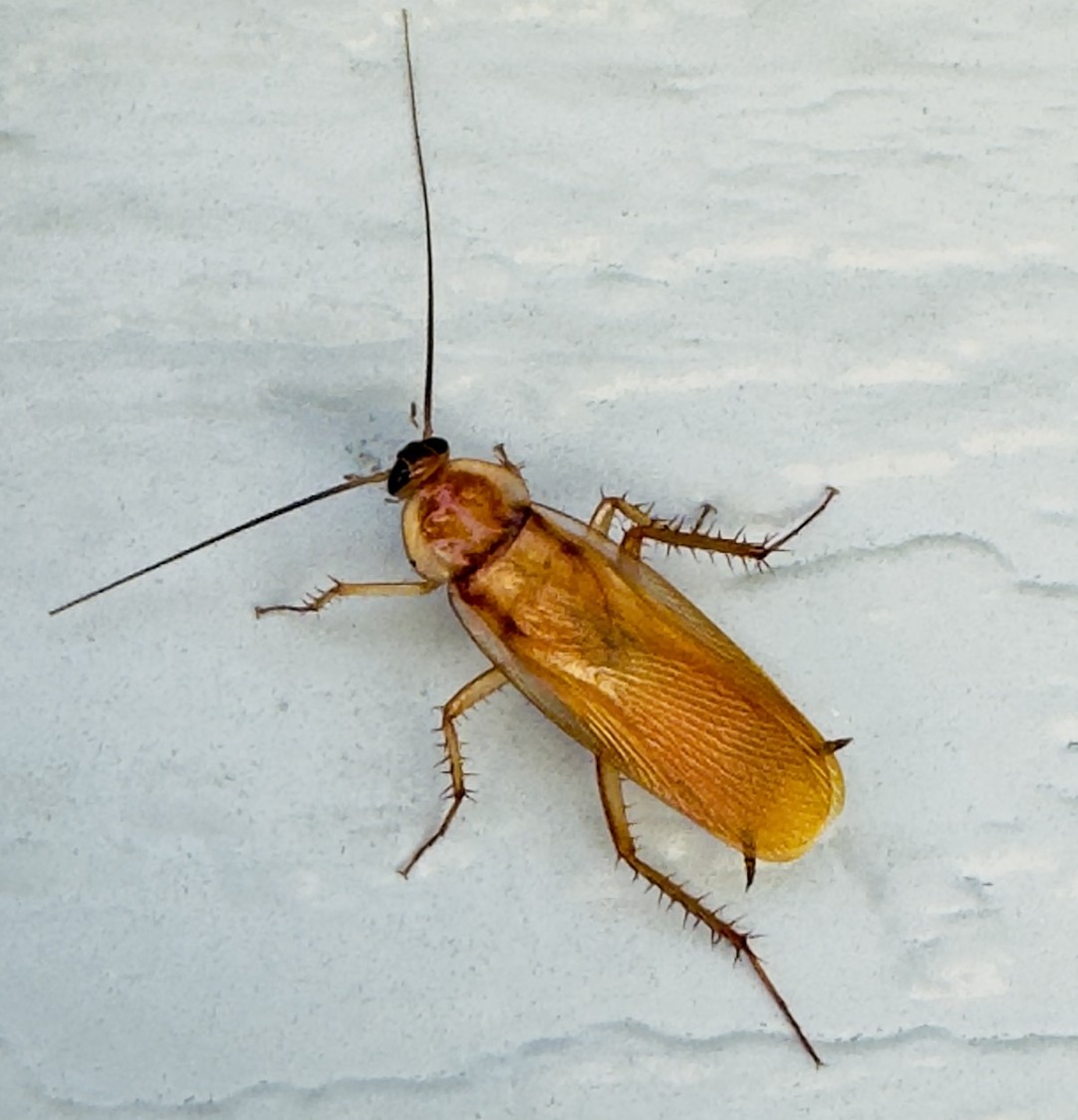 Cockroach on a white surface in an Auburn home